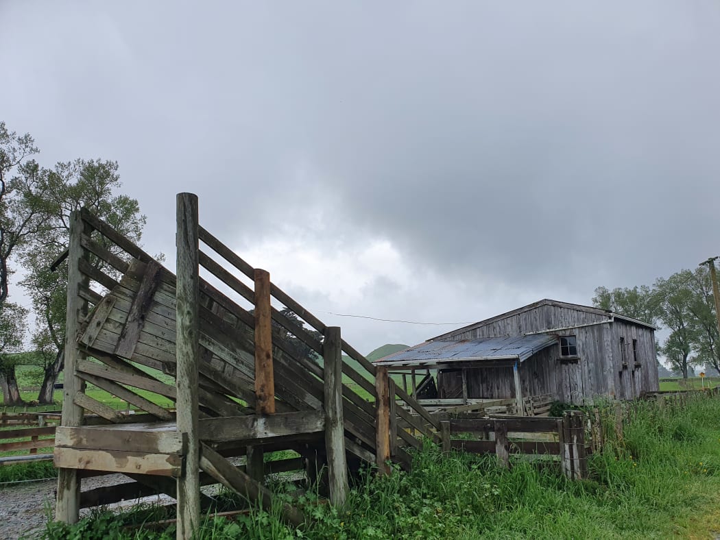 Sheepyards in Manawatu