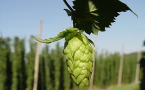 hops