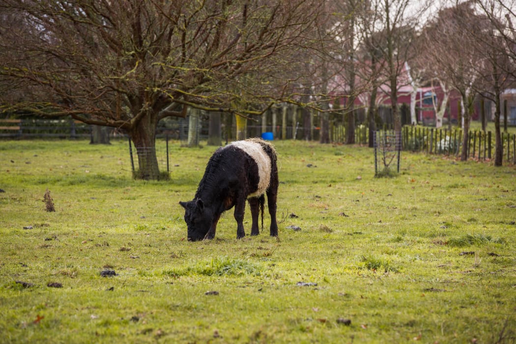 Cow in a paddock in the Hawke's Bay area