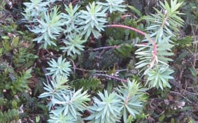 Waiuatua, or "shore spurge", decorates many traffic islands in the capital