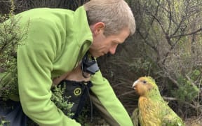 Andrew Digby with a kākāpō called Sinbad, who has important Fiordland genes.