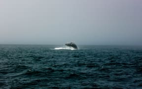 Humpback Whale.