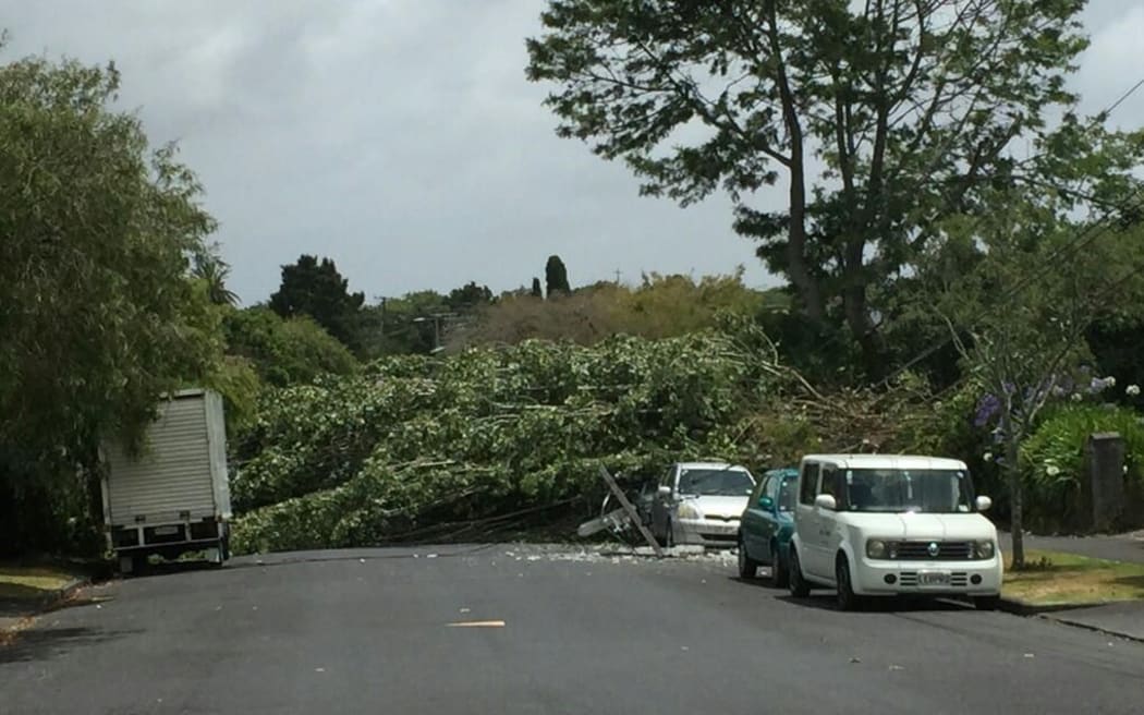 A tree that was brought down on a suburban street in Mt Eden in Auckland.