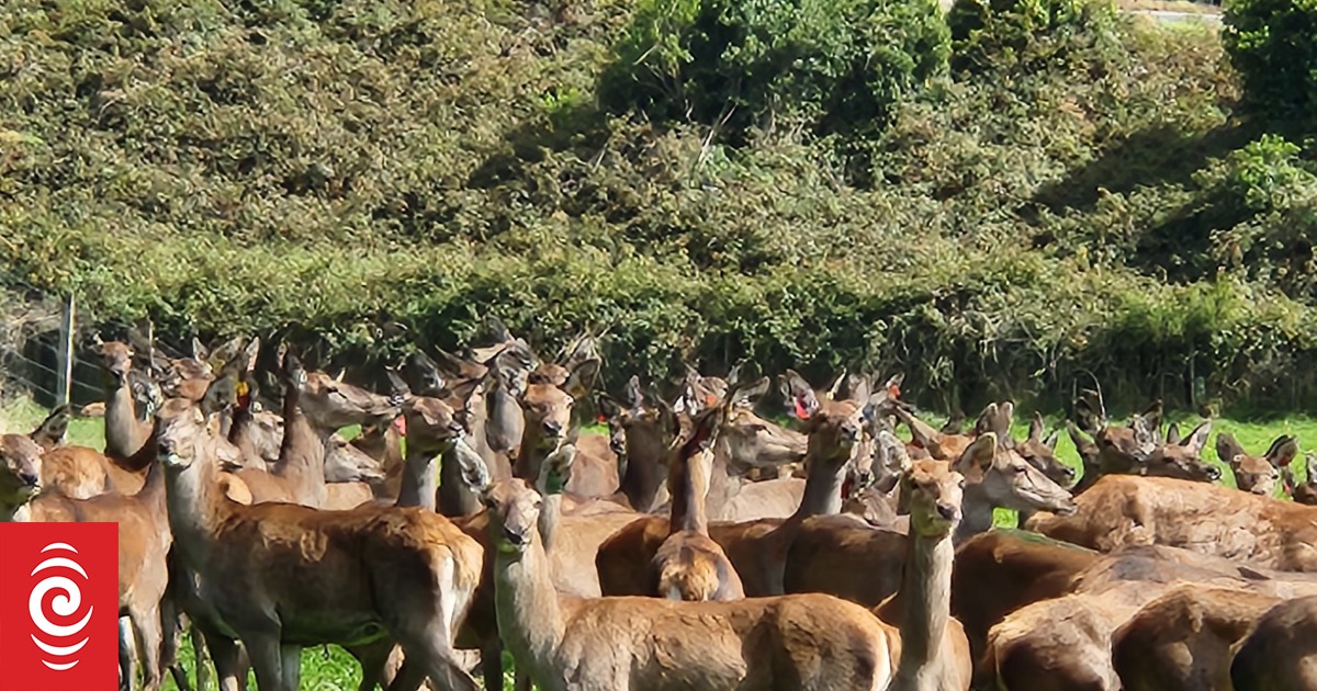 Deer farmers frustrated over hiccups in tracing system - Vimarsana News