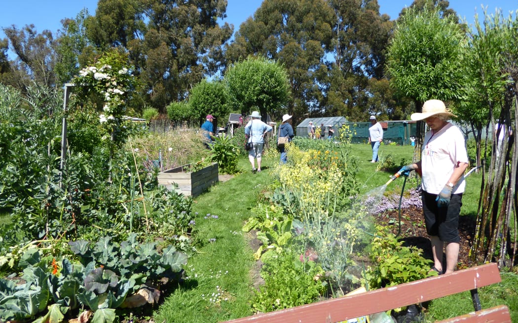 Dunedin Vege Growers Club