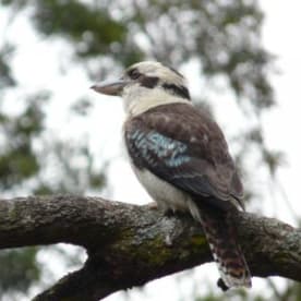 Photo for Kookaburra