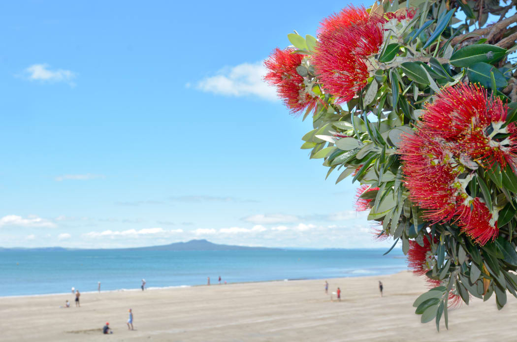 Pohutukawa blossom on an Auckland beach.