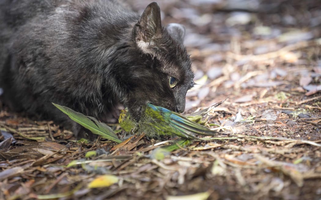 Feral cat eating kākāriki on Maukahuka/Auckland Island.