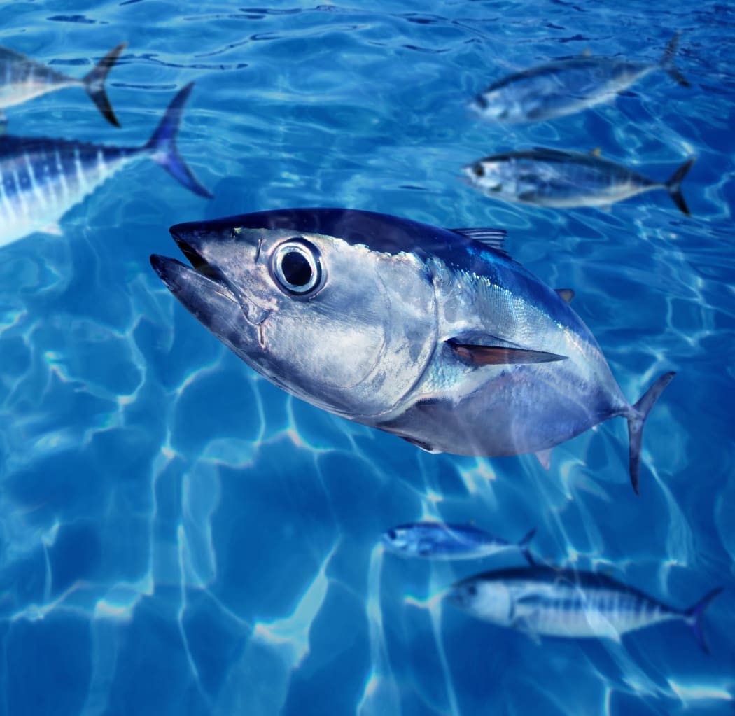 Bluefin tuna thunnus thynnus