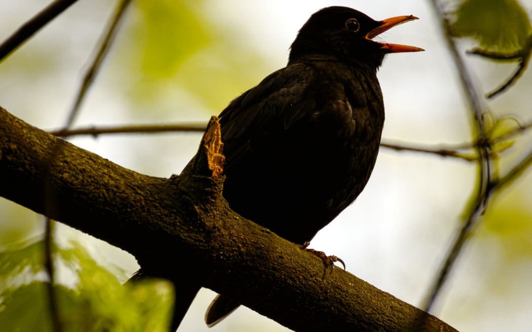 Blackbird singing