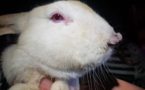 Some of the rescued rabbits had torn off noses from where they'd sniffed through the cage wires and been bitten by the rabbit on the other side.