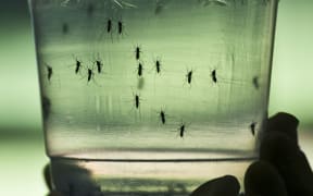 Aedes aegypti mosquitos, which can carry the zika virus, are seen in containers at a lab in Sao Paulo, Brazil.