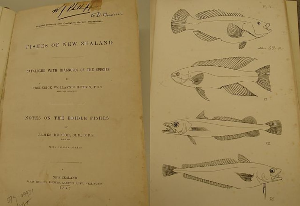 Title page and page of illustrations from the first guide to the fishes of New Zealand, which was published in 1872 by Frederick Hutton and James Hector.