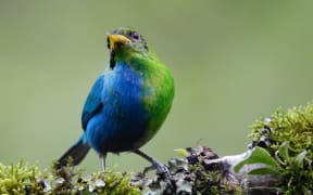 The bilaterally gynandromorphic Green Honeycreeper found near Manizales in Colombia.