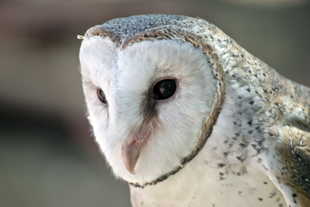 Barn owls are widespread in Australia.