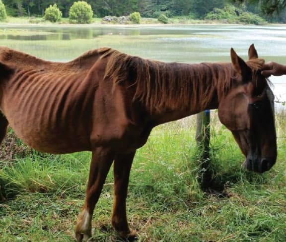 A chestnut gelding was found in emaciated condition by SPCA.
