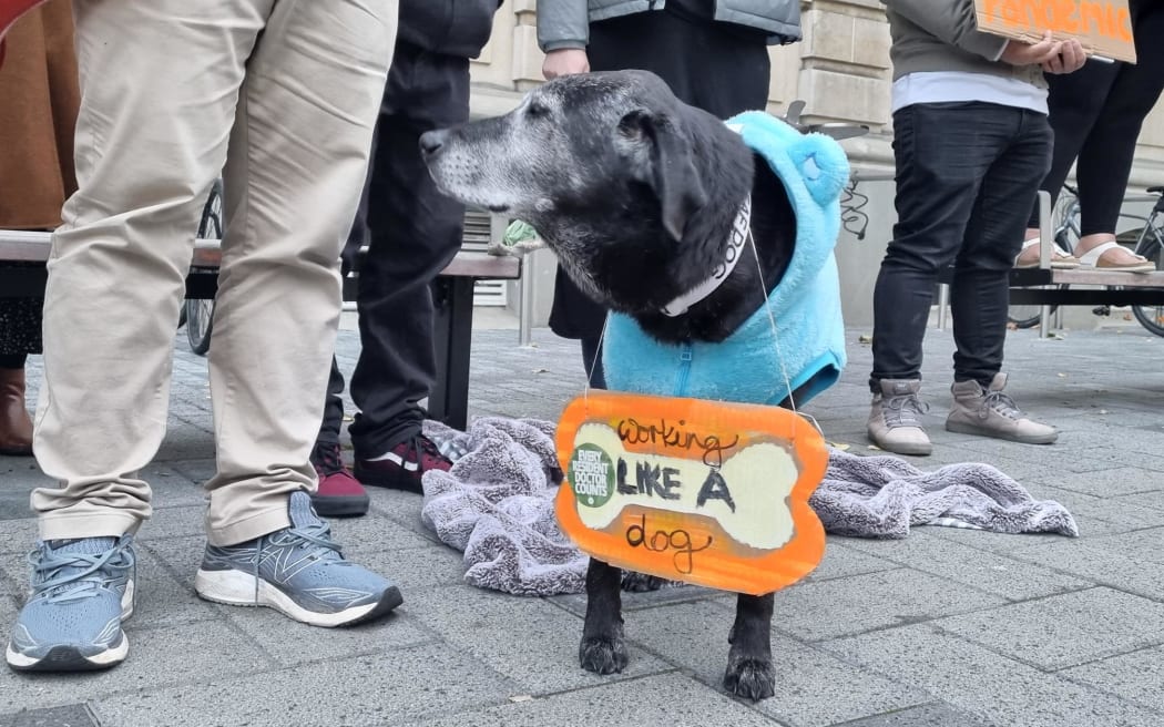 Dog on picket line in Dunedin