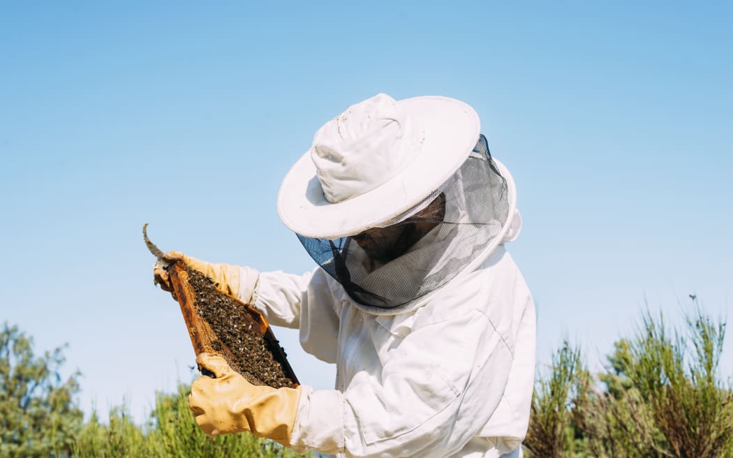Beekeeper working to collect honey.