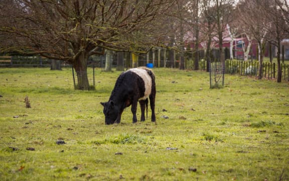 Cow in a paddock in the Hawke's Bay area