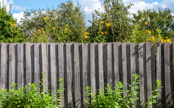 Unpainted wooden fence in the garden