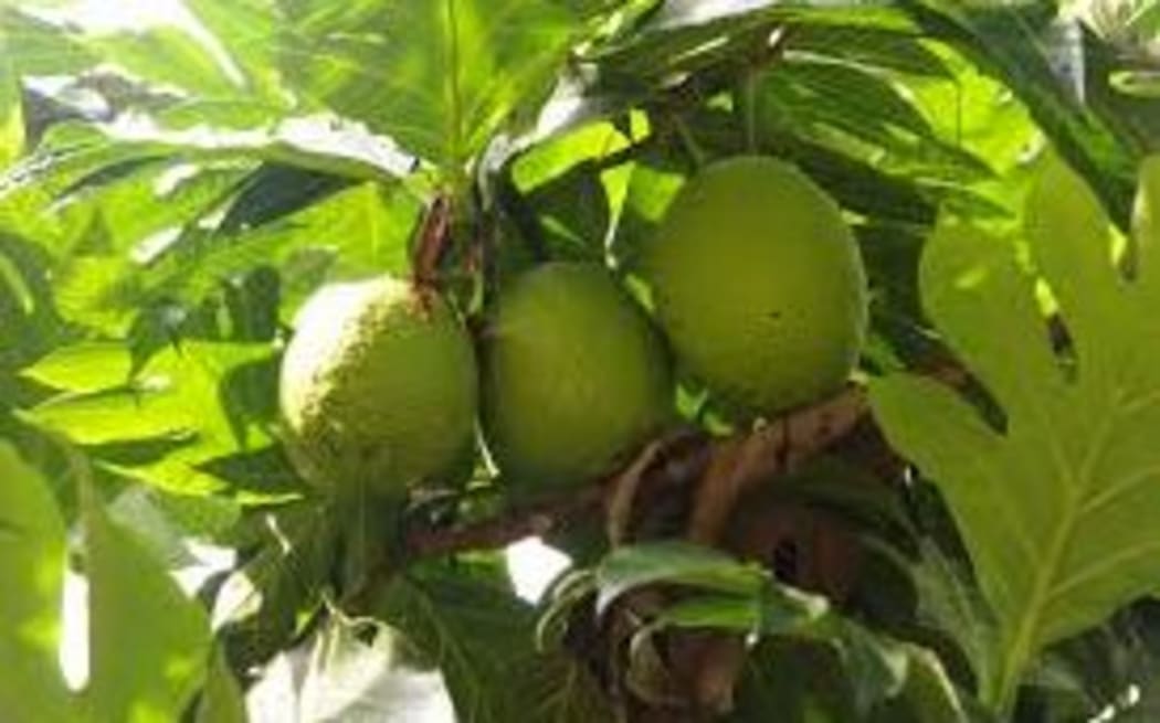 Breadfruit