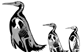 An illustration depicting three penguins seen side-on, showing the outline of their bodies and the skeletal structure inside. The leftmost penguin is a giant extinct species that is substantially larger than the other two; the middle penguin is also an extinct species but only slightly larger than the rightmost penguin, which is the largest living species, the emperor penguin.