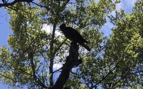 2025 Bird of the Year winner, the kārearea, or New Zealand falcon.