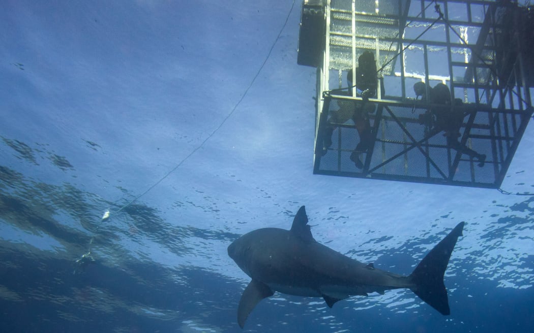 Cage diving with Great White shark coming to you on deep blue ocean background