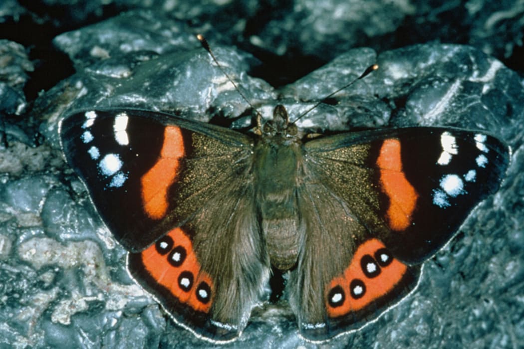 Red Admiral Butterfly