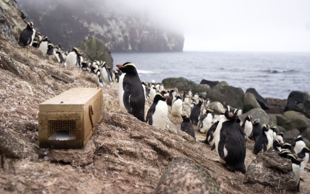 A rectangular wooden rodent trap with a metal mesh on one end sits on a rock next to a colony of dozens of black-and-white penguins with orange bills and spiky yellow eyebrow crests. The penguins are on a rocky slope with the ocean and mist in the background.