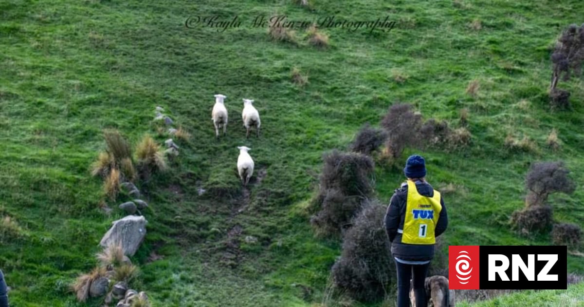 Dog trialling is in the blood | RNZ