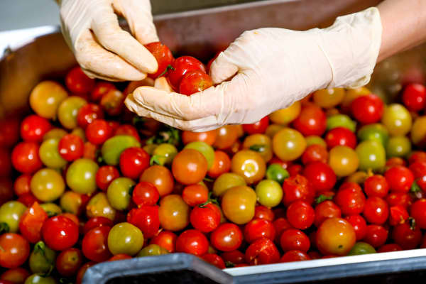 Tomatoes deemed not right for the supermarket are turned into tomato sauce for school lunches
