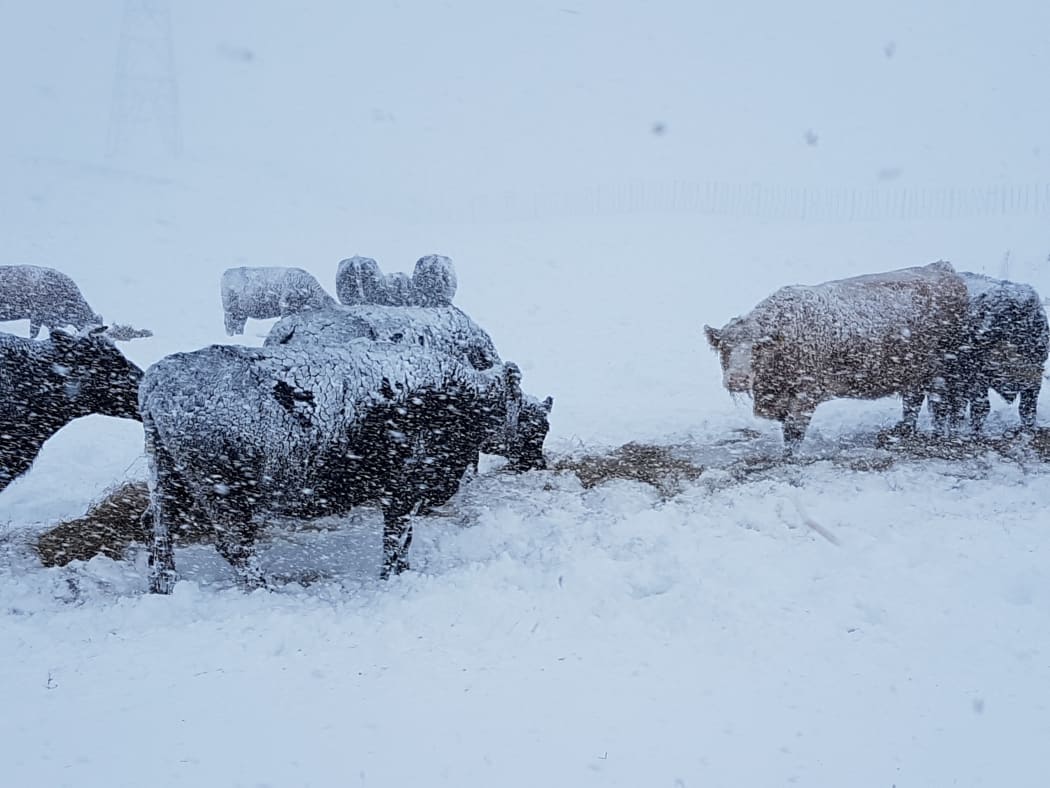 Cattle in snow near Waiouru.