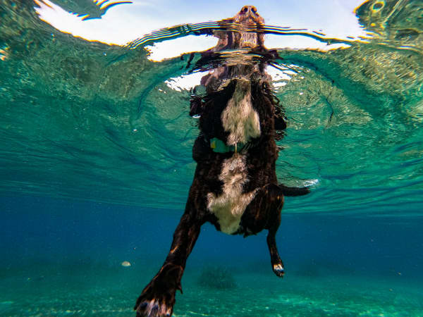 A view from underwater of a dog swimming in shallow water.