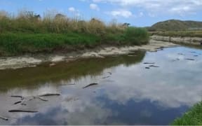 There are dead eels as far as the eye can see in the Waiatai Stream near Wairoa.