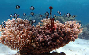 Cyanobacteria and disease has begun to grip the remaining coral.