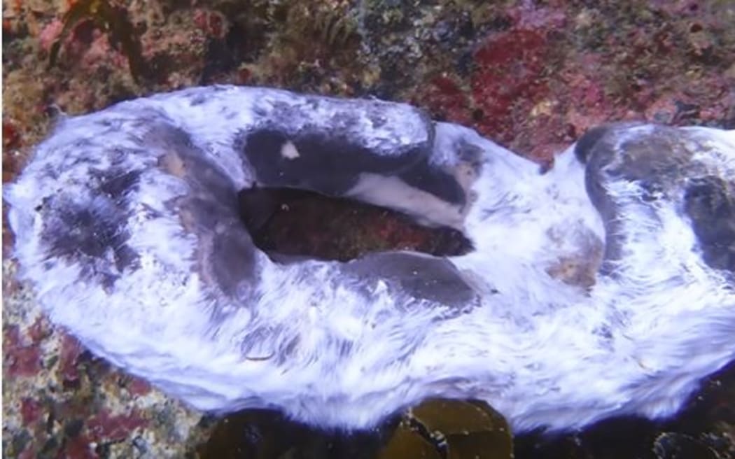 A marine heatwave in the Hauraki Gulf has caused seas sponges to become fouled by microalgae and show signs of bleaching, while in extreme cases some large sponges appear to be melting off the reef.