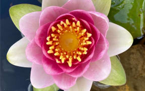 Lotus Lilly Reed flower