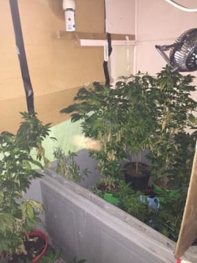 The cannabis operation found during the search.