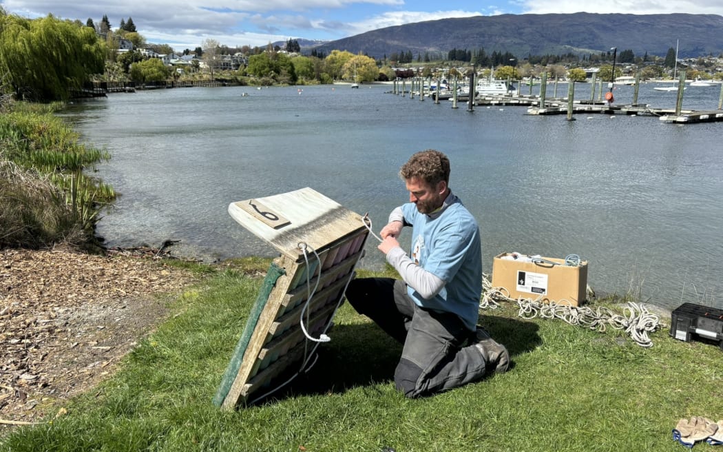 Markus Hermanns kneels on a grassy shoreline with Lake Wānaka behind him. He is fiddling with a piece of cord attached to a grebe nest box - a wooden platform with two wooden sides.