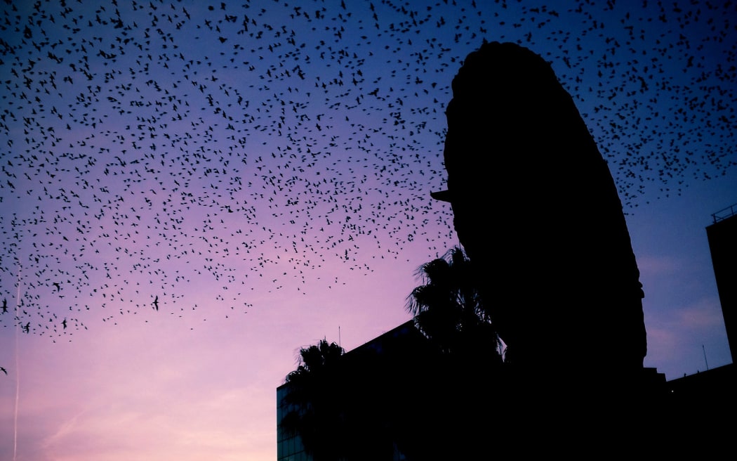 A flock of birds fly over a city.