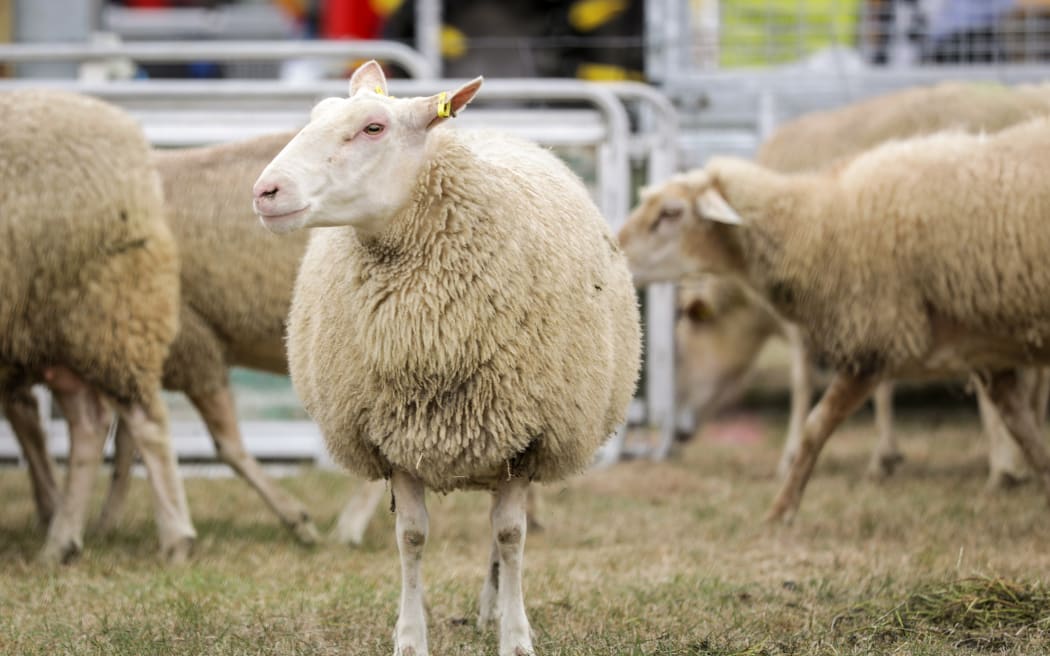 Sheep bred for milking by Mid Canterbury based Matt and Tracey Jones from Sheep Milk New Zealand.