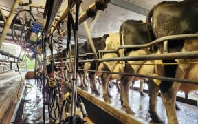 Friesian cows ready for milking in a herringbone dairy shed