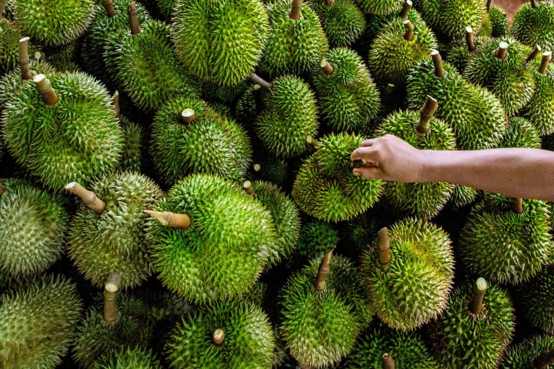 (230920) -- CHUMPHON, Sept. 20, 2023 (Xinhua) -- A worker piles freshly harvested durians at an orchard in Chumphon, Thailand, Sept. 18, 2023. According to data from Thailand's Ministry of Commerce, China was the largest export market for Thai durians in 2022, accounting for more than 96 percent of the total export volume. As the vast majority of durians sold in the Chinese market are imported from Southeast Asia, the "king of fruits" has emerged as a prominent symbol of the booming China-ASEAN cooperation and China's vast market potential.
    The flow of goods in this regional market has continued to benefit from tariff-free policies and expanded market access under the frameworks of the China-ASEAN Free Trade Area and the Regional Comprehensive Economic Partnership (RCEP).    
    In the first five months of this year, Guangxi imported 3.66 billion yuan worth of fruits from ASEAN countries, a marked rise of 194 percent year on year. Among the most notable increases is durian, which surged 516 percent...