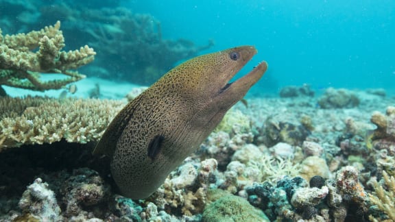 Moray Eel in Palau.