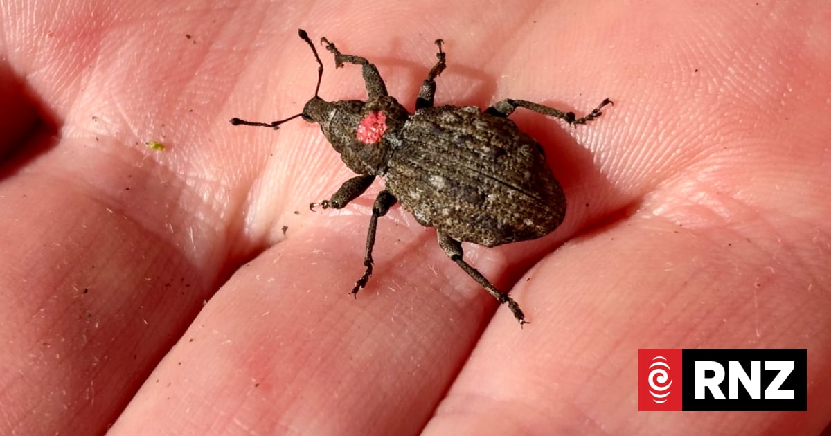 Hundreds of critically endangered NZ weevils released back into the wild