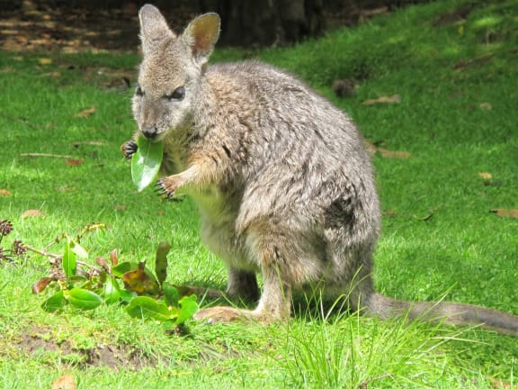 Dama wallaby eating a leaf