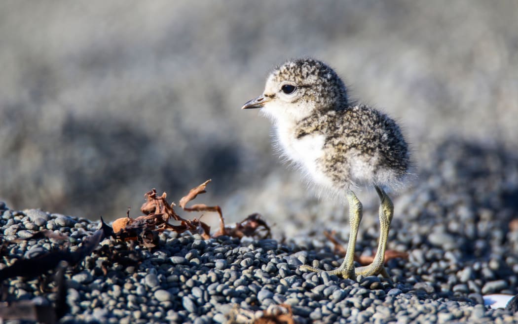 Banded dotterel chick at almost 3 weeks of age.