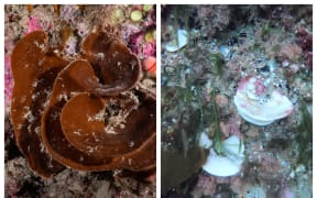 Unbleached and bleached sponges seen side-by-side.
