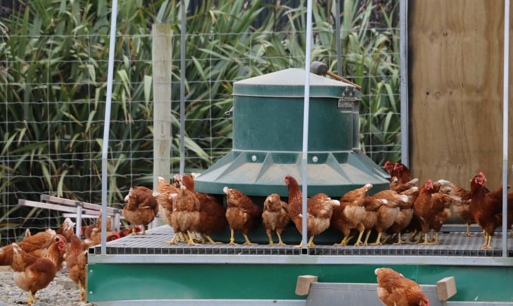 Te Waewae egg farm